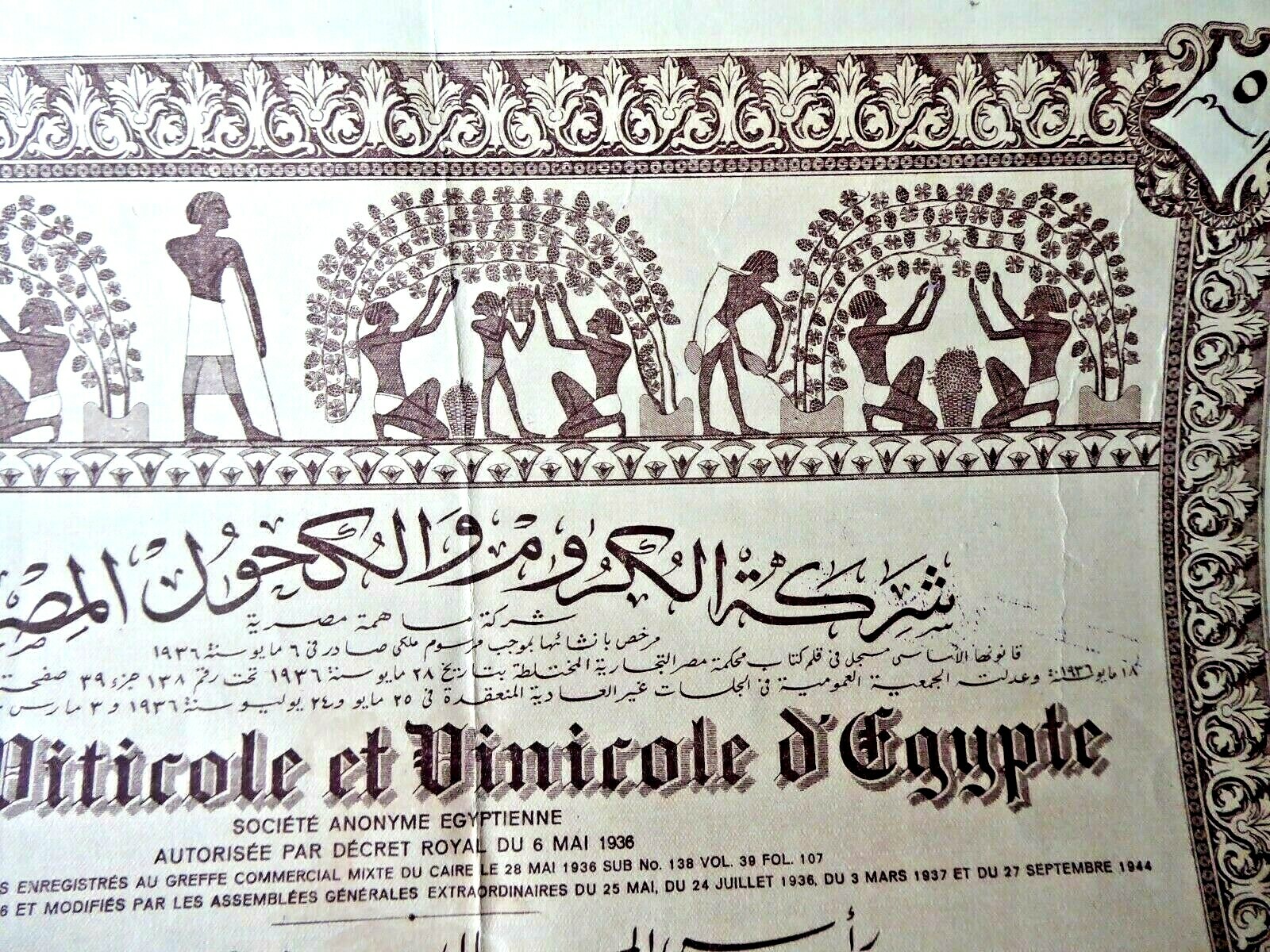 VINTAGE LARGE STOCK CERTIFICATE EGYPT SOCIETE VITICOLE VINICOLE WITH COUPONS 944